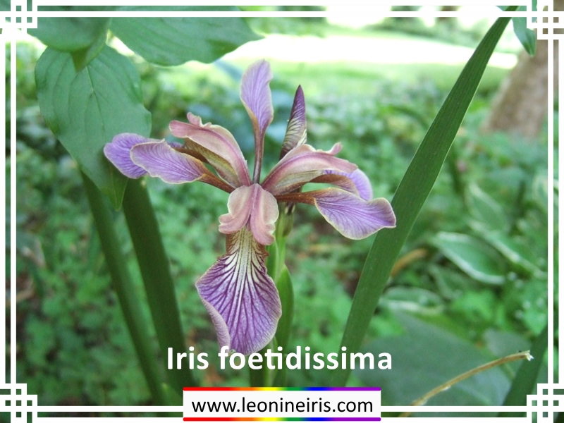 Leonine Iris - About Species Iris